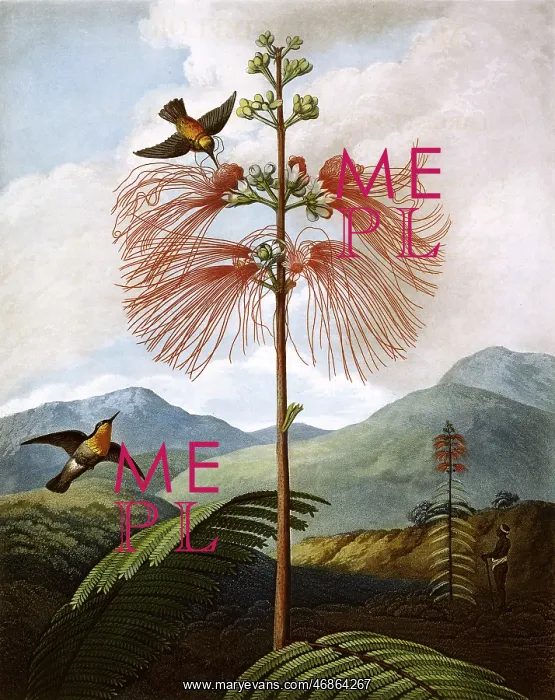 : Large Flowering Sensitive Plant : Large Flowering Sensitive Plant