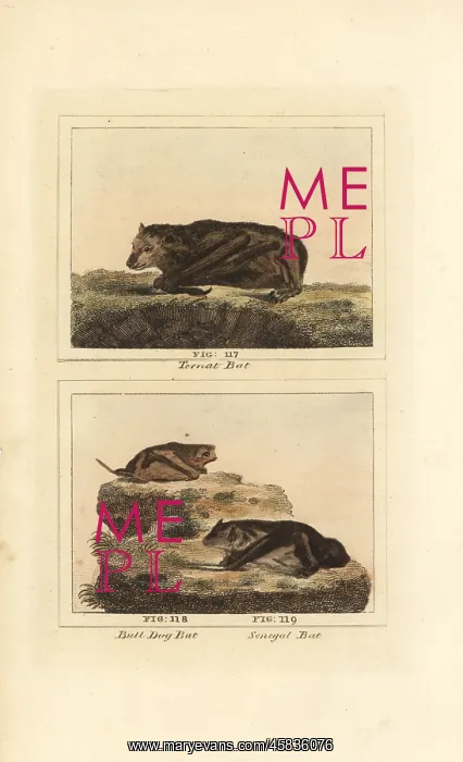 : Large flying fox, Pallas's mastiff bat and Schreber's : Large flying fox, Pallas's mastiff bat and Schreber's