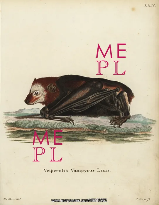 : Large flying fox, Pteropus vampyrus. Near threatened : Large flying fox, Pteropus vampyrus. Near threatened