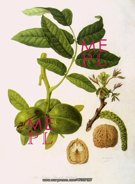 : Large French Walnut : Large French Walnut