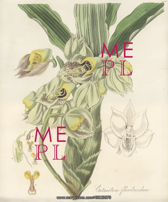 : Large-fruited catasetum orchid, Catasetum macrocarpum : Large-fruited catasetum orchid, Catasetum macrocarpum