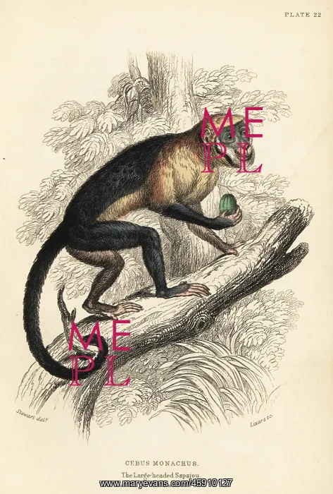 : Large-headed capuchin, Sapajus apella macrocephalus : Large-headed capuchin, Sapajus apella macrocephalus