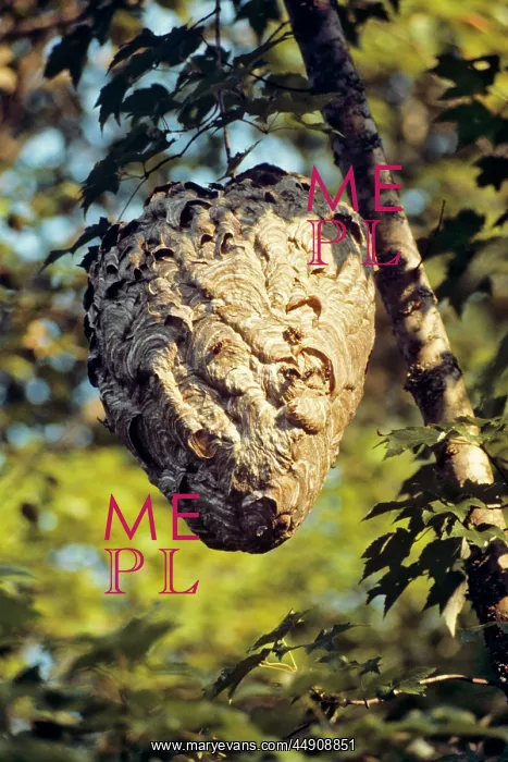 : large hornet nest vespula maculifrons : large hornet nest vespula maculifrons
