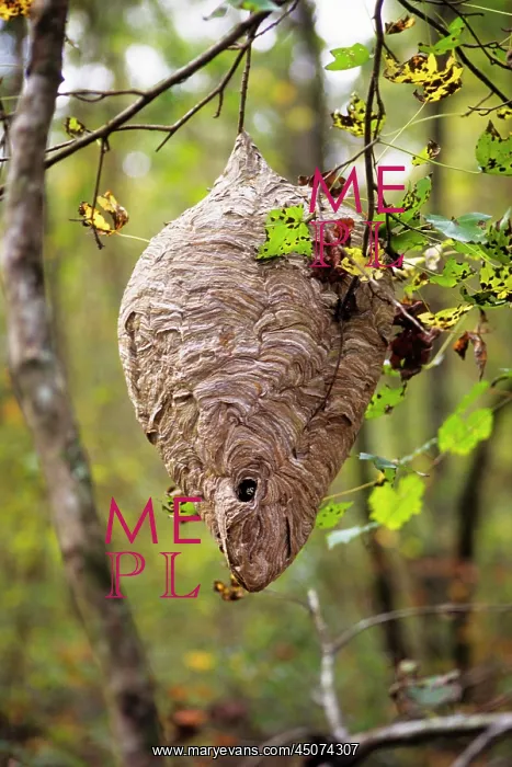 : Large Hornets Nest Shaped Like a Tear Drop Hanging on Tree : Large Hornets Nest Shaped Like a Tear Drop Hanging on Tree