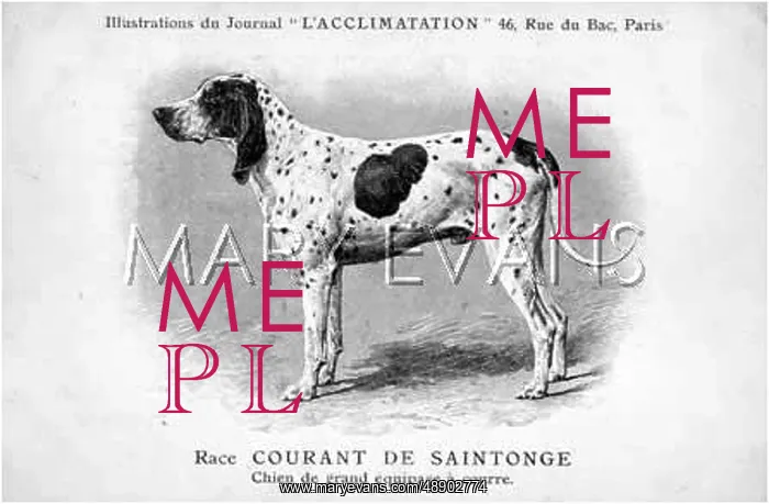 : LARGE HUNTING DOG : LARGE HUNTING DOG