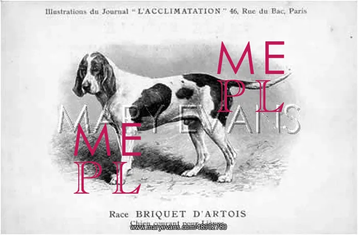 : LARGE HUNTING DOG : LARGE HUNTING DOG