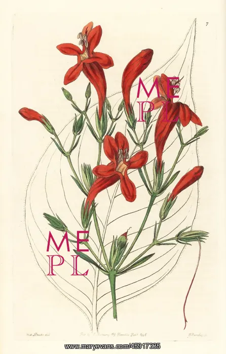 : Large-leaved ruellia, Ruellia macrophylla : Large-leaved ruellia, Ruellia macrophylla