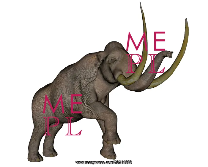 : Large mammoth, white background : Large mammoth, white background