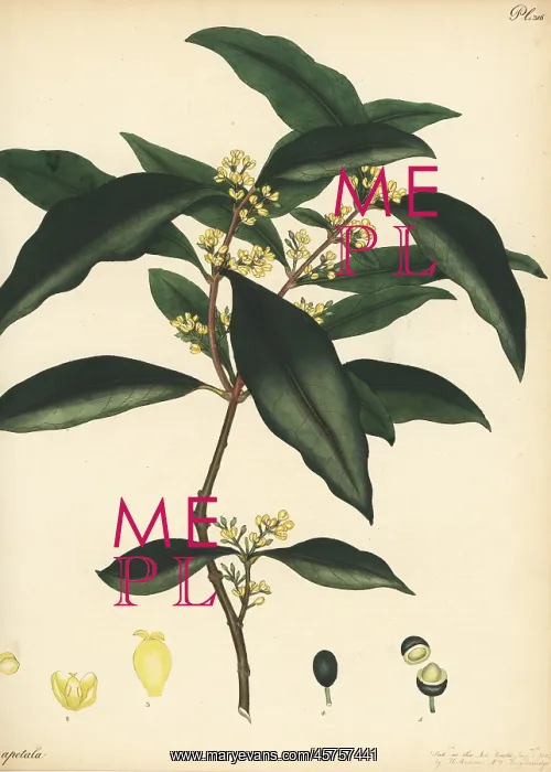 : Large mock-olive, Notelaea longifolia : Large mock-olive, Notelaea longifolia