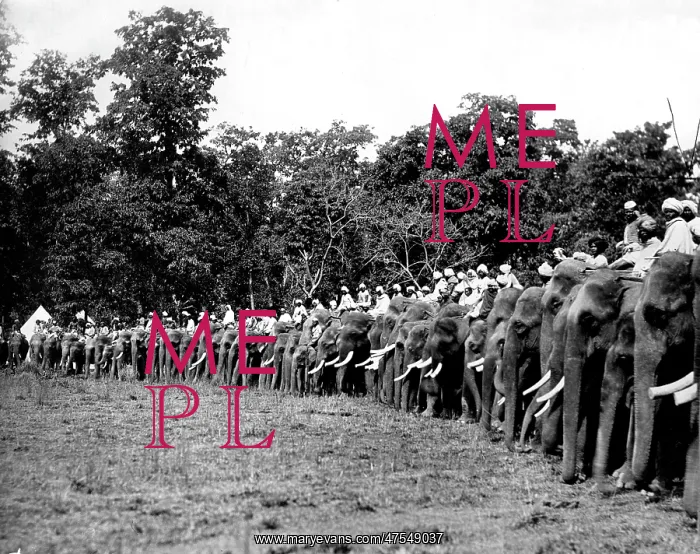 : Large number of hunting elephants, Nepal : Large number of hunting elephants, Nepal
