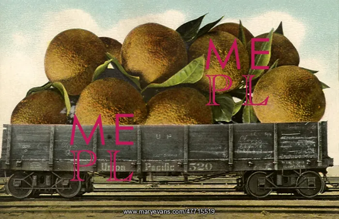  : Large Oranges