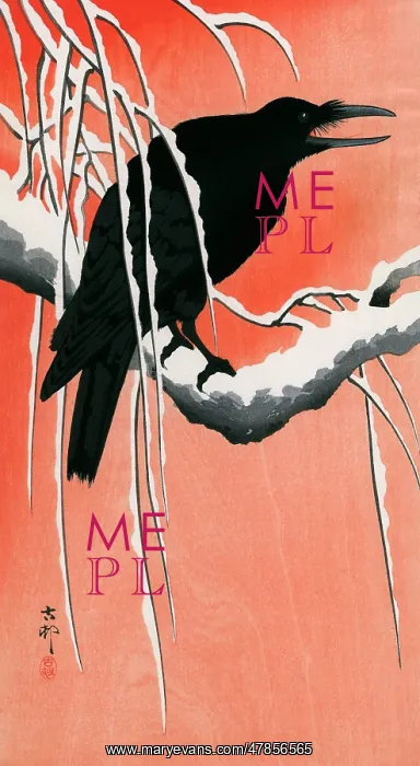  : Large perched Raven calling
