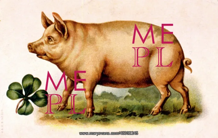  : Large pig with four-leafed clover
