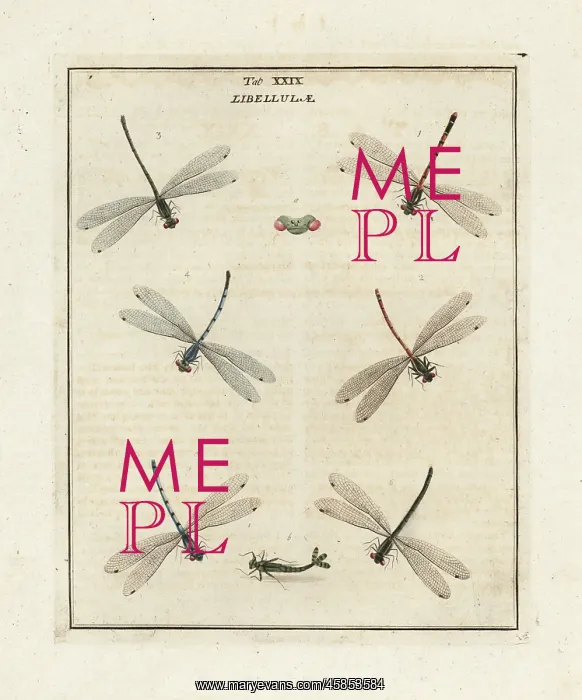 : Large red, common blue and azure damselflies : Large red, common blue and azure damselflies
