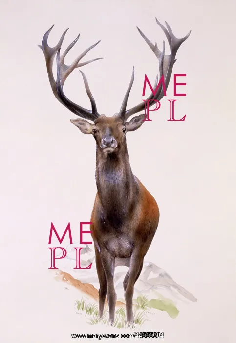 : A Large Red Deer stag : A Large Red Deer stag