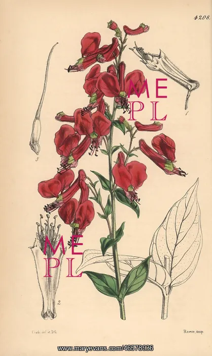 : Large red-flowered cuphea, Cuphea cordata : Large red-flowered cuphea, Cuphea cordata
