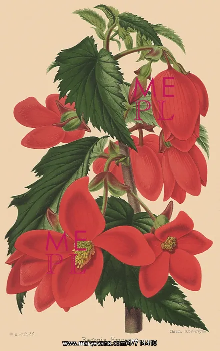  : Large Red Flowers
