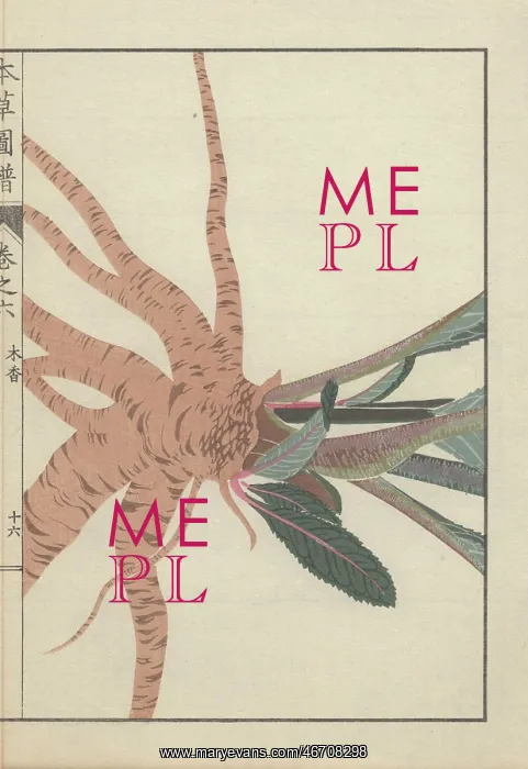 : Large root cluster and base of leaves and stems : Large root cluster and base of leaves and stems