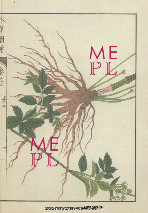 : Large root cluster, leaves and stems of the : Large root cluster, leaves and stems of the