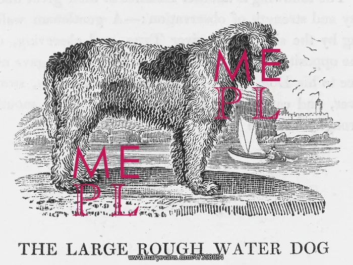 : LARGE ROUGH WATER DOG : LARGE ROUGH WATER DOG