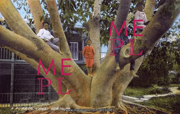 : Large Rubber Tree, Bermuda : Large Rubber Tree, Bermuda