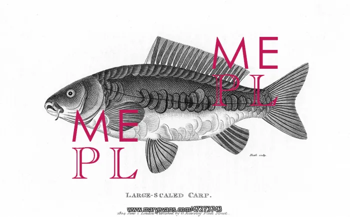  : LARGE-SCALED CARP