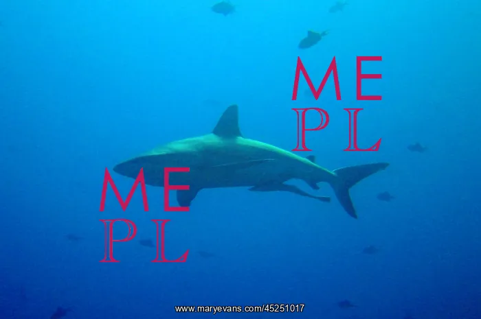  : Large shark with remora swimming below