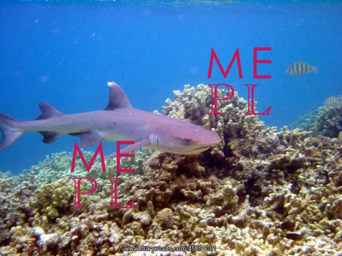  : Large shark with remora swimming below