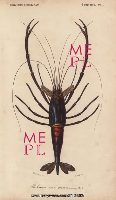 : Large shiny blue-black and crimson crawfish : Large shiny blue-black and crimson crawfish