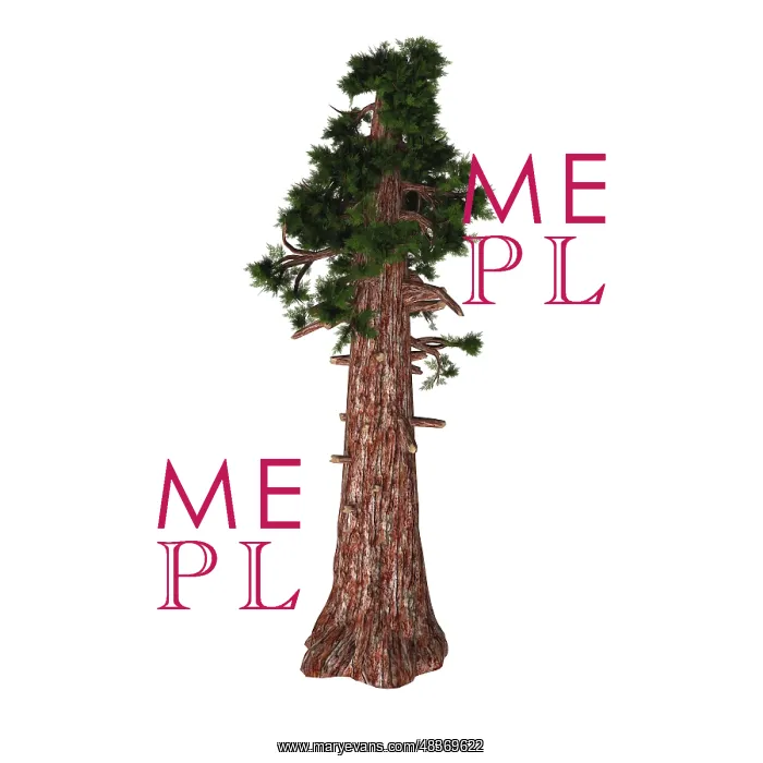 : A large Sierra redwood tree on white background : A large Sierra redwood tree on white background