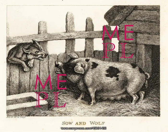 : A large sow in a pig sty snarling at a wolf : A large sow in a pig sty snarling at a wolf