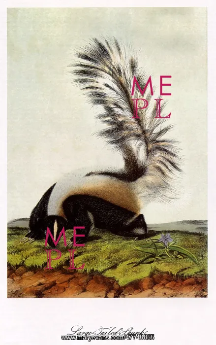: Large-Tailed Skunk : Large-Tailed Skunk