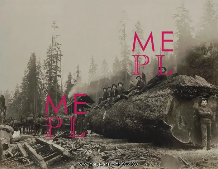 : Large team of horses hitched to a spruce log : Large team of horses hitched to a spruce log