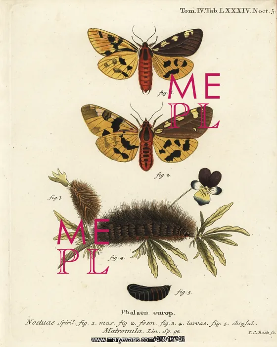 : Large tiger moth, Pericallia matronula : Large tiger moth, Pericallia matronula