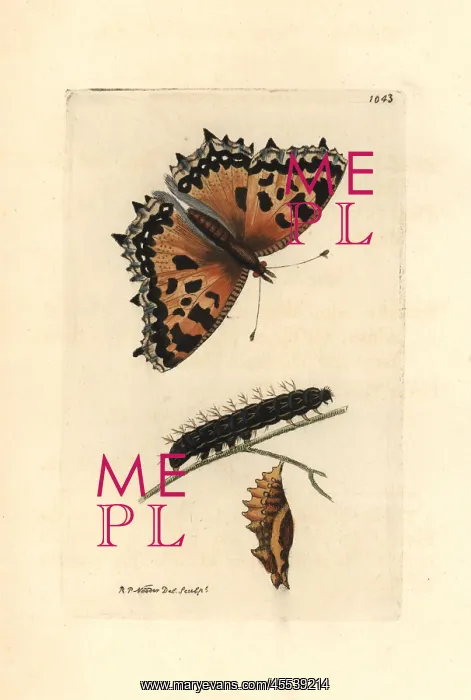 : Large tortoiseshell butterfly, Nymphalis polychloros : Large tortoiseshell butterfly, Nymphalis polychloros