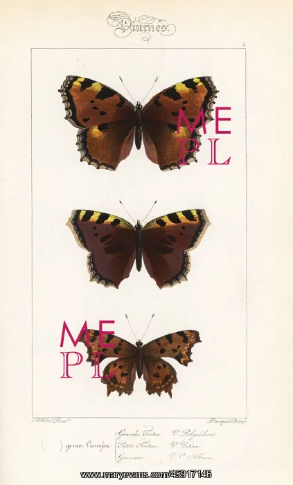 : Large tortoiseshell, small tortoiseshell : Large tortoiseshell, small tortoiseshell