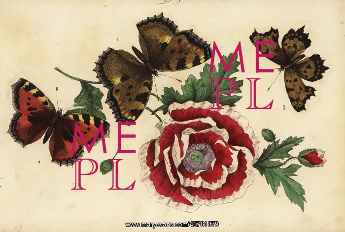 : Large tortoiseshell, small tortoiseshell and comma : Large tortoiseshell, small tortoiseshell and comma
