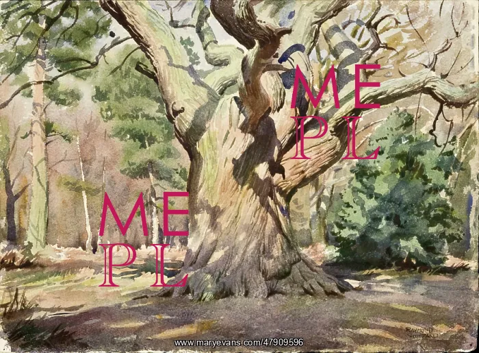 : Large tree in a woodland scene : Large tree in a woodland scene