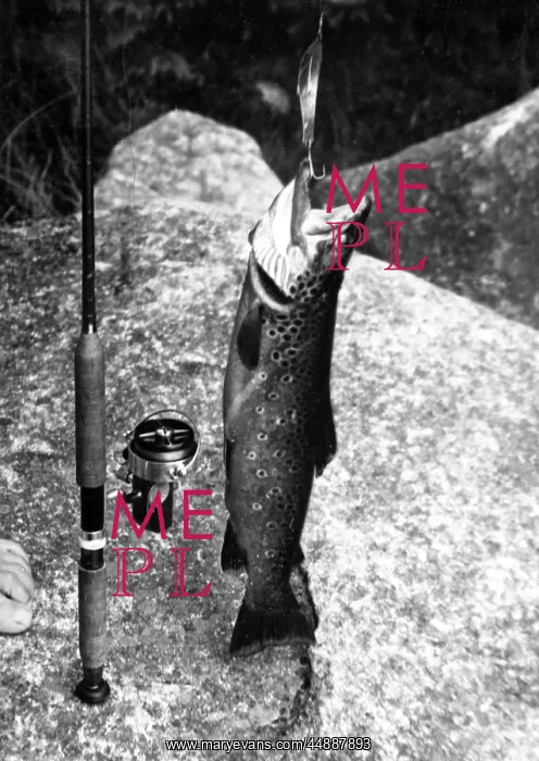 : LARGE TROUT CATCH : LARGE TROUT CATCH