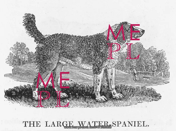 : LARGE WATER SPANIEL : LARGE WATER SPANIEL