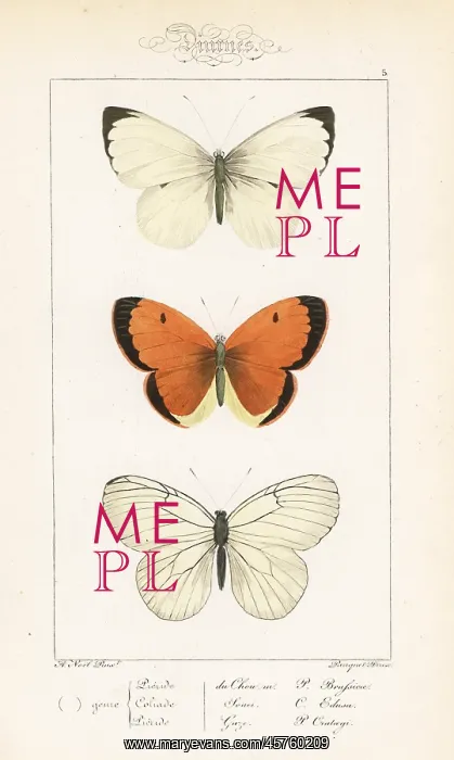 : Large white, clouded yellow and black-veined white : Large white, clouded yellow and black-veined white