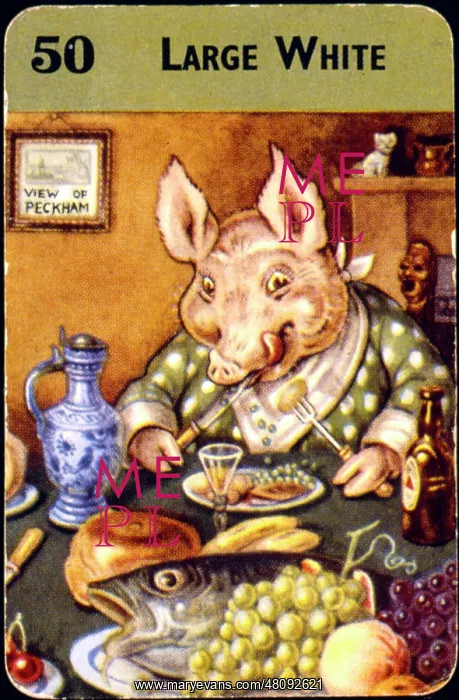  : Large white pig at dinner
