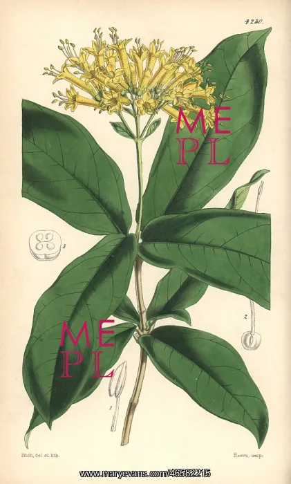 : Large yellow-flowered aegiphila, Aegiphila grandiflora : Large yellow-flowered aegiphila, Aegiphila grandiflora