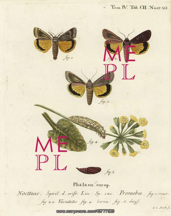 : Large yellow underwing, Noctua pronuba : Large yellow underwing, Noctua pronuba
