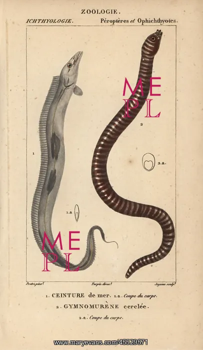  : Largehead hairtail, Trichiurus lepturus, and