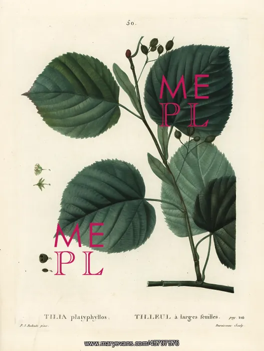 : Largeleaf linden tree, Tilia platyphyllos : Largeleaf linden tree, Tilia platyphyllos