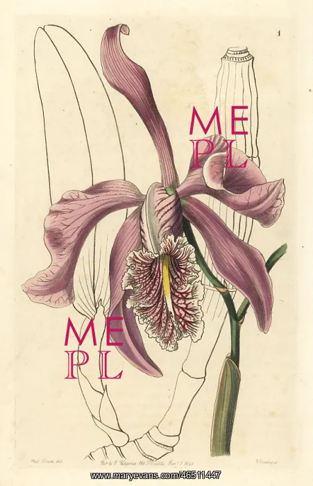 : Larger cattleya, Cattleya maxima : Larger cattleya, Cattleya maxima