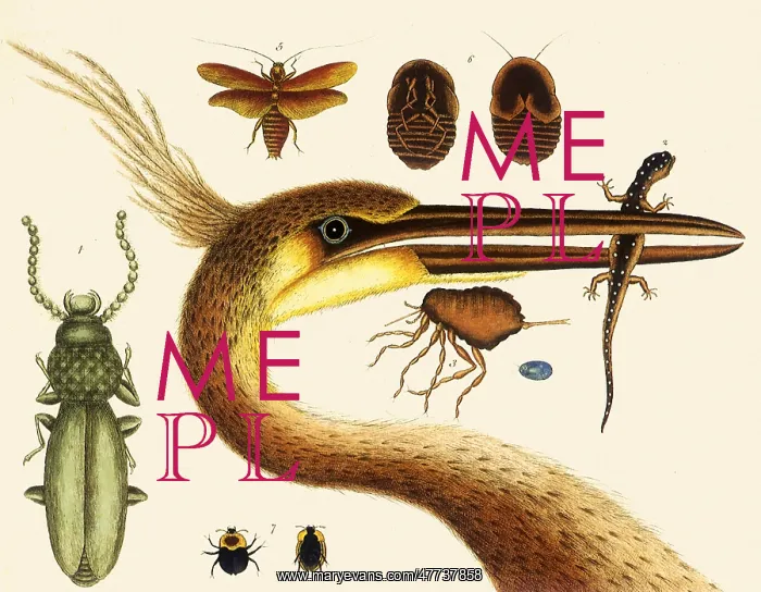: Largest-crested Heron, Spotted Eft, Chegoe, Cockroach : Largest-crested Heron, Spotted Eft, Chegoe, Cockroach