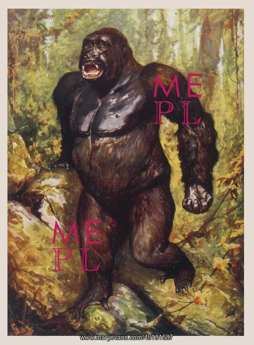 : LARGEST GORILLA EVER : LARGEST GORILLA EVER