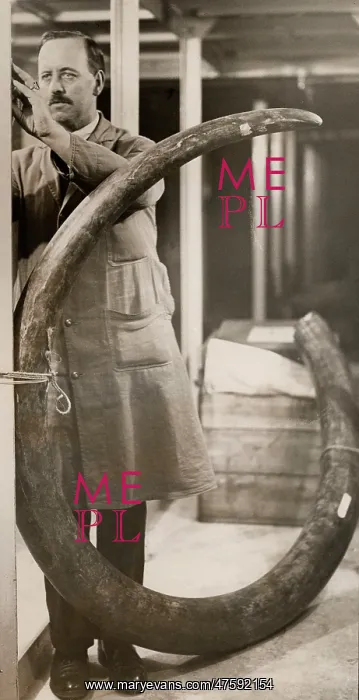 : The largest mammoth tusk, 1931 : The largest mammoth tusk, 1931